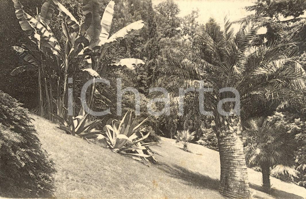 Cartolina originale da collezione 1930 ca TREMEZZO (CO) Particolare del parco di Villa CARLOTTA *Cartolina FP NV 1