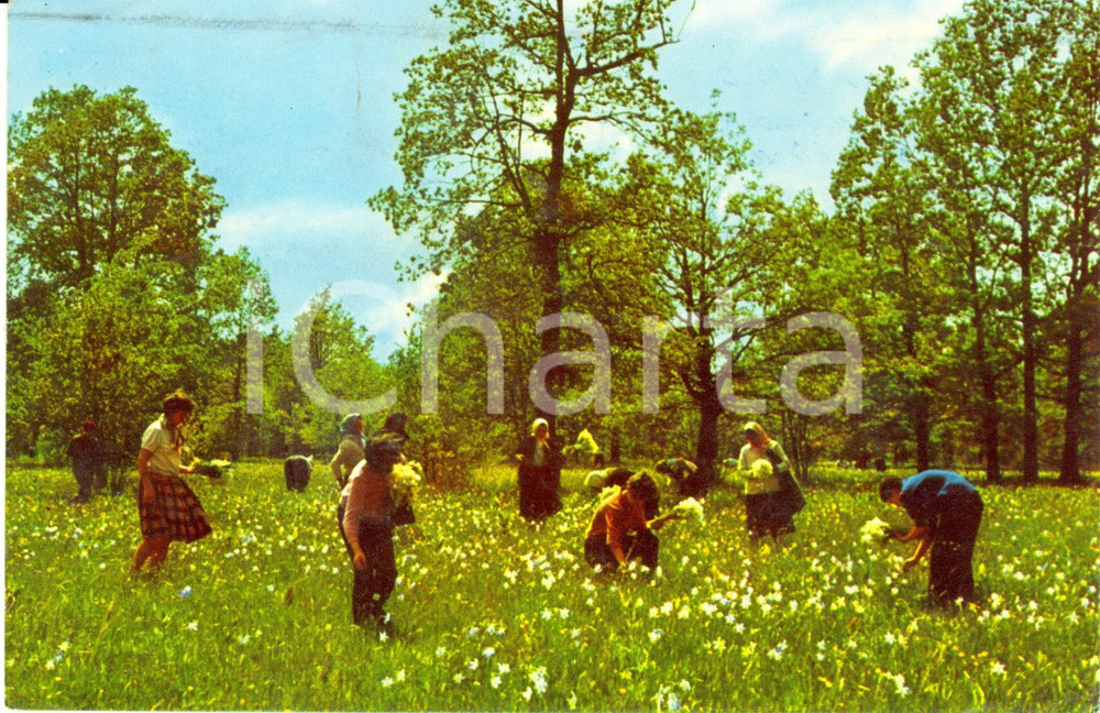 Cartolina originale da collezione 1967 BUCAREST (ROMANIA) Prateria di narcisi * Cartolina FP VG VINTAGE 1