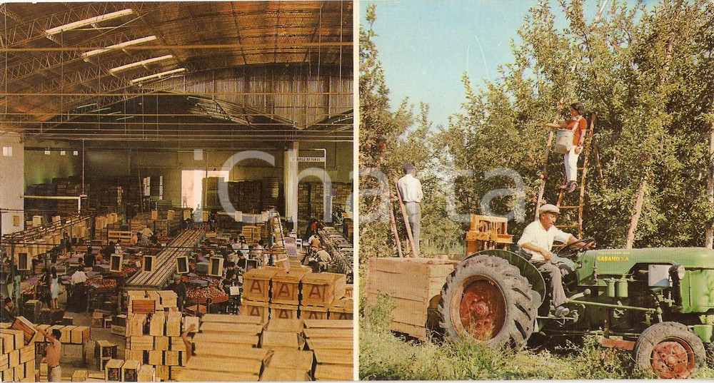 Cartolina originale da collezione 1965 ca ARGENTINA Raccolta e confezionamento delle mele Cartolina 19x10 cm 1