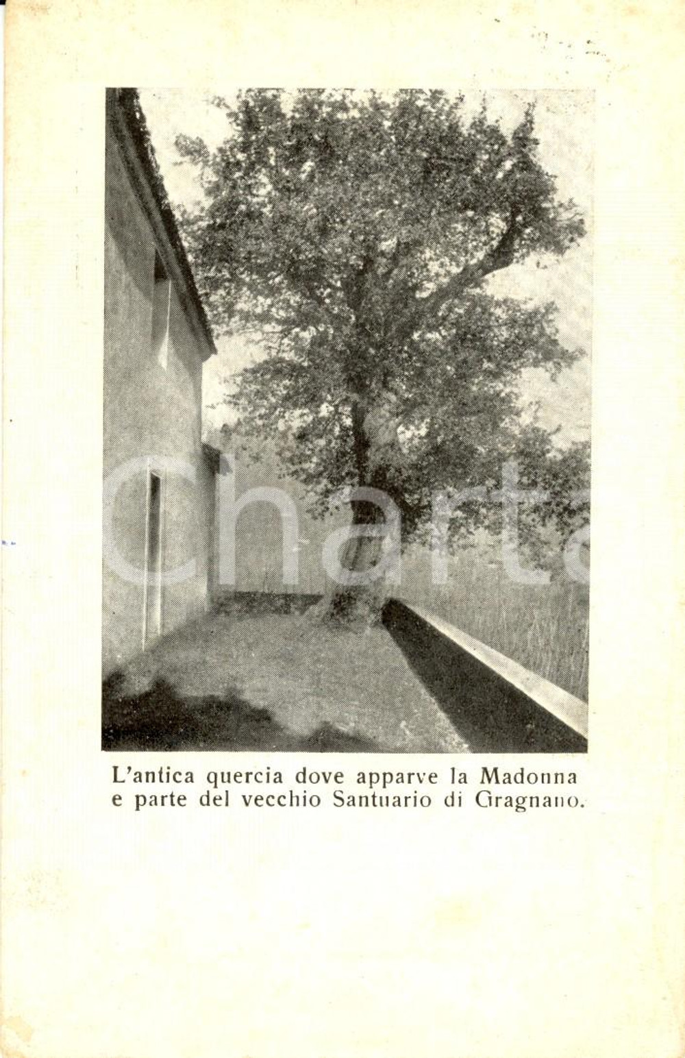 Cartolina originale da collezione 1959 GRAGNANO (PC) Quercia dove apparve la Madonna al Santuario del PILASTRO *FP 1