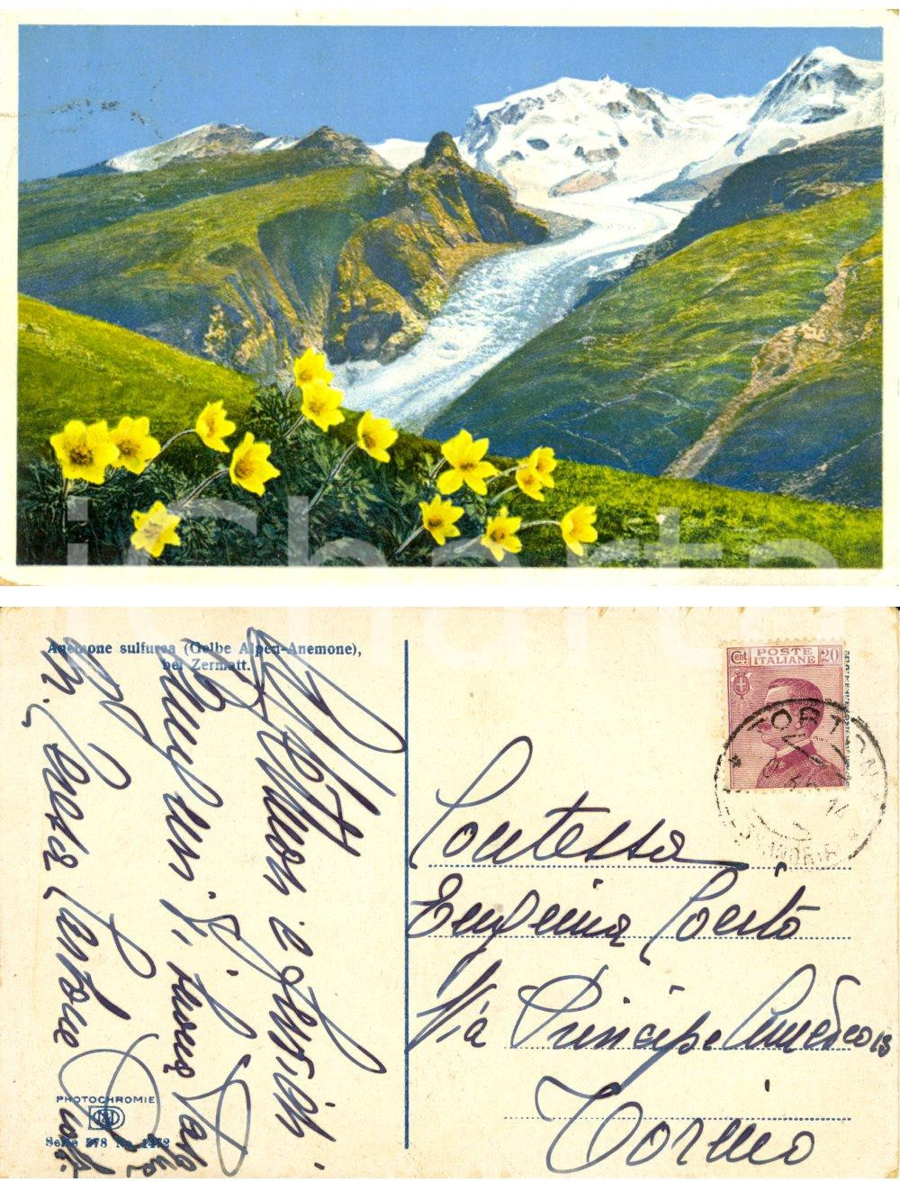 Cartolina originale da collezione 1914 ZERMATT Veduta con anemoni *Maria Teresa CARBONE SCOTTI a Eugenia COCITO 1