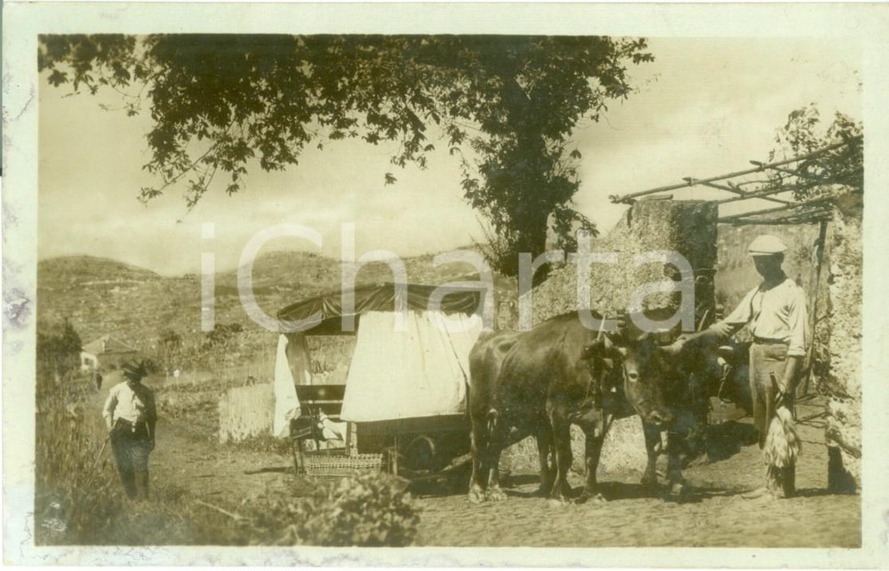 Cartolina originale da collezione 1931 MADEIRA PORTOGALLO Carro di buoi trasporta donna seminuda sotto baldacchino 1