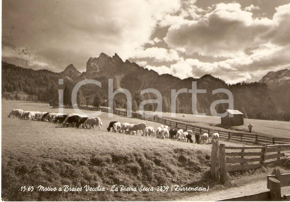 Cartolina originale da collezione 1956 BRAIES VECCHIA (BZ) Gregge al pascolo PICCO DI VALLANDRO *Cartolina FG VG 1