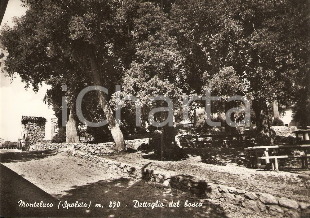 Cartolina originale da collezione 1950 ca SPOLETO Frazione MONTELUCO (PG) Dettaglio del Bosco Sacro *Cartolina FG 1