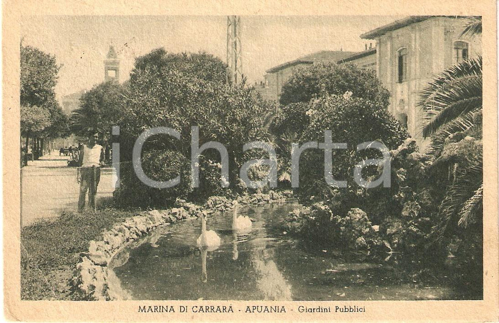 Cartolina originale da collezione 1947 MARINA DI CARRARA (MS) APUANIA Cigni ai Giardini Pubblici *Cartolina FP VG 1