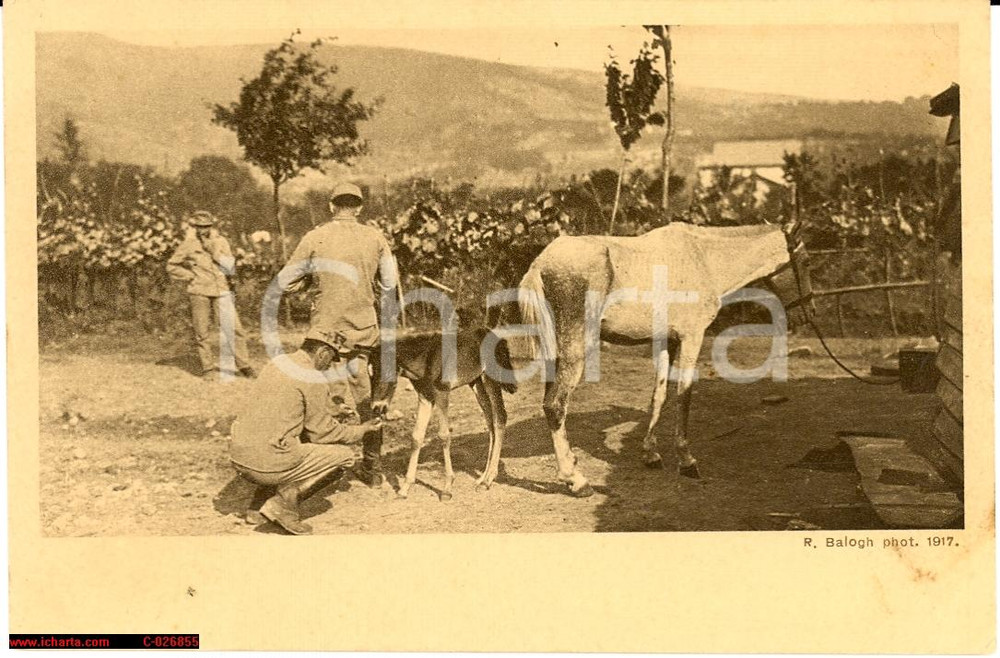 Cartolina originale da collezione 1917 WWI Erster Weltkrieg, vita agreste di soldati austriaci 1