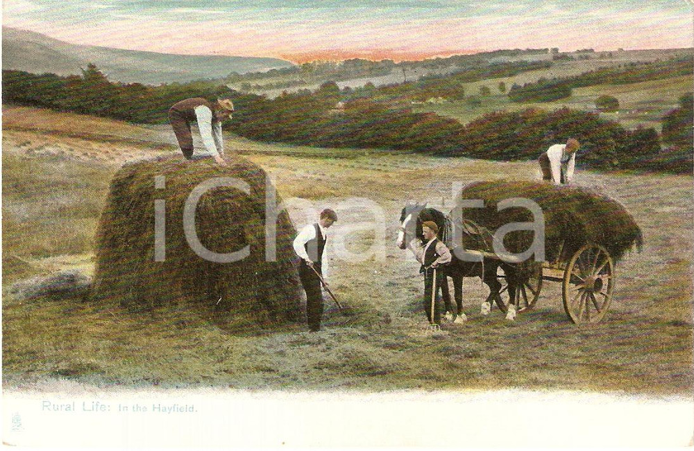 Cartolina originale da collezione 1910 UNITED KINGDOM  RURAL LIFE In the Hayfield VINTAGE Postcard FP NV 1