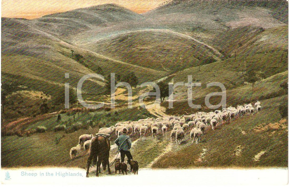 Cartolina originale da collezione 1910 UNITED KINGDOM - RURAL LIFE Sheep in the Highlands *VINTAGE Postcard FP NV 1