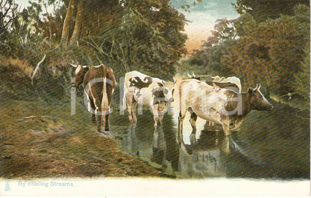 Cartolina originale da collezione 1910 UNITED KINGDOM  RURAL LIFE Cows in the stream VINTAGE Postcard FP NV 1