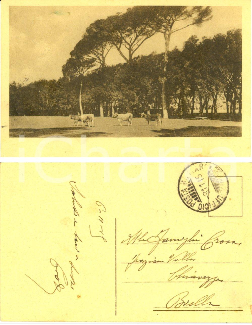 Autografo originale 1915 WW1 ZONA DI GUERRA Animali al pascolo Cartolina cap. Costantino CROSIA 1