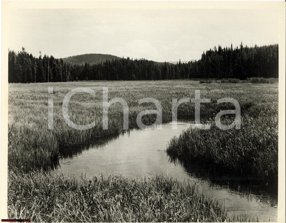 Fotografia d epoca originale 1965 Idaho PACKER MEADOWS, Lolo Pass, photo 1