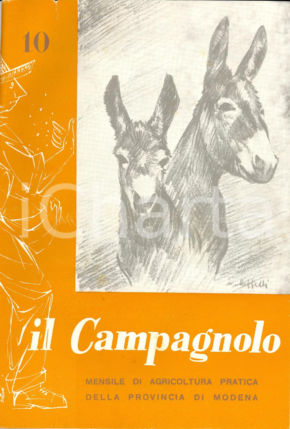 Giornale, rivista storica 1960 MODENA IL CAMPAGNOLO Pregi della razza bruna alpina americana Rivista NÂ°10 1