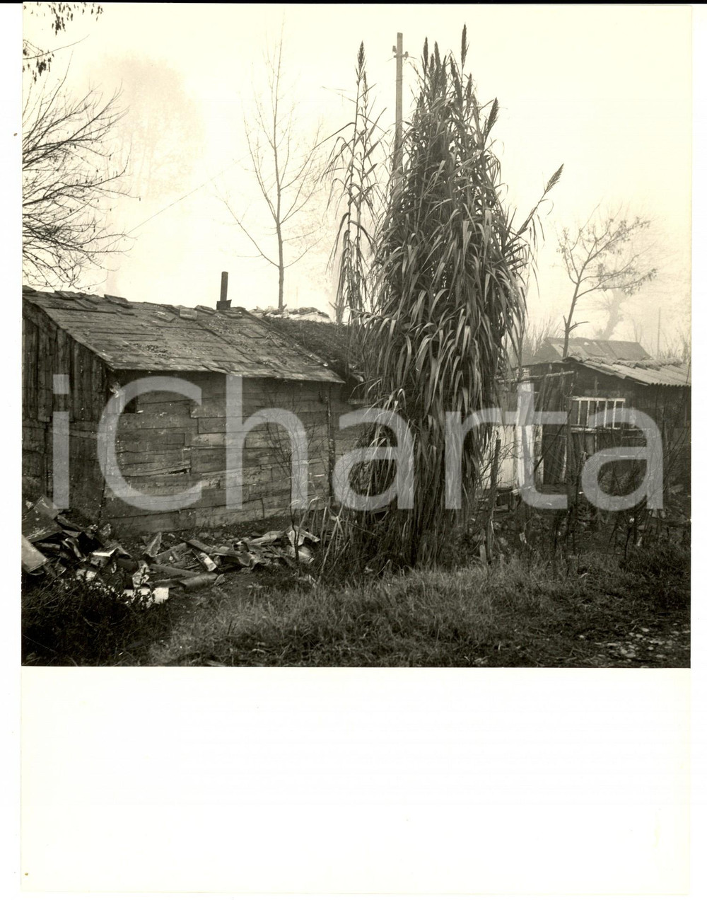 Fotografia d'epoca originale 1950 ca PAVIA Capanno rurale nella campagna abbandonata *FOTO ARTISTICA 1