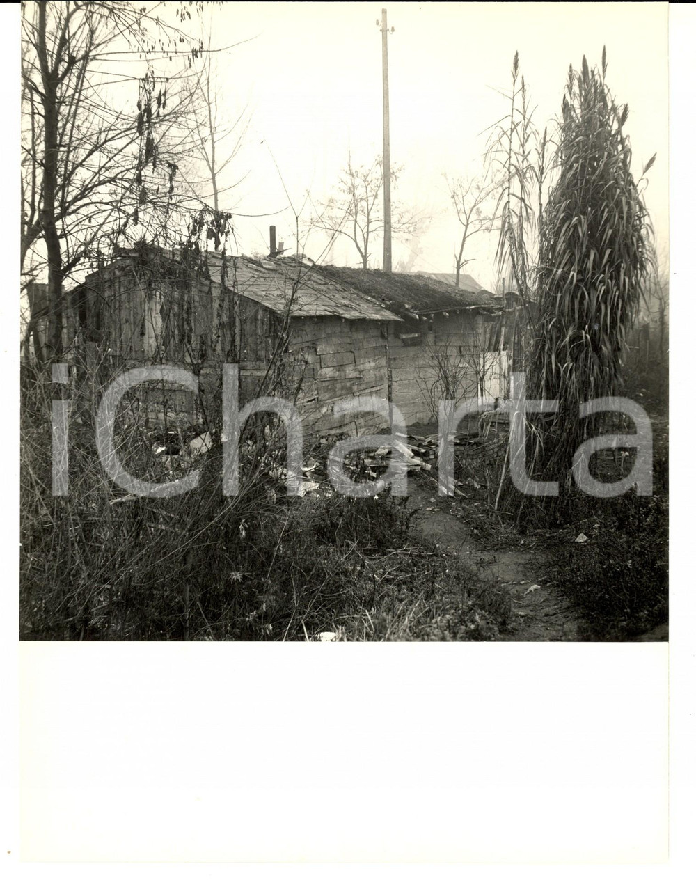 Fotografia d'epoca originale 1950 ca PAVIA Capanno rurale in una campagna abbandonata *FOTO ARTISTICA 1
