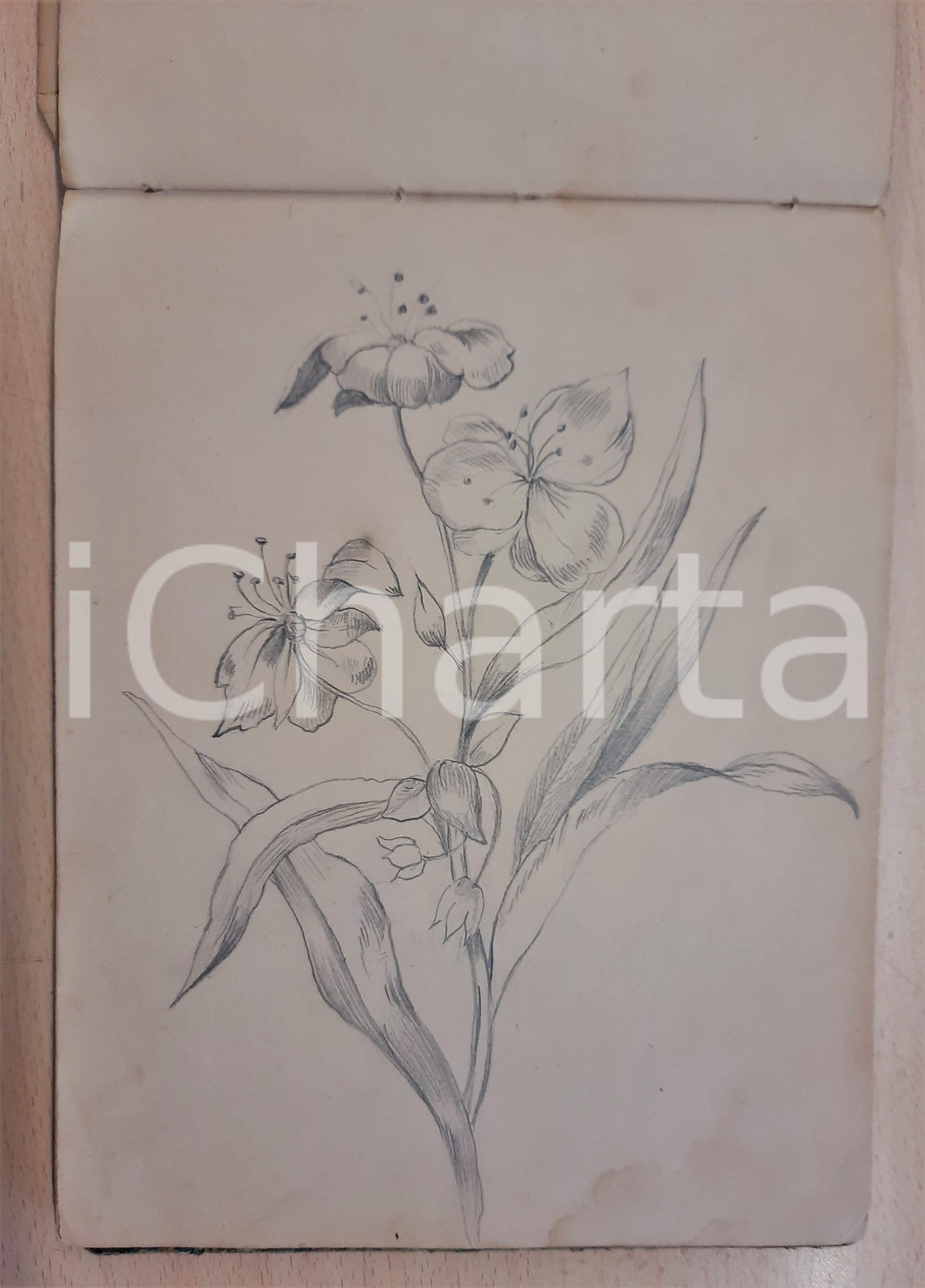 Oggetto da collezione cartaceo 1864 Eugenia RODOLFI Album con 36 disegni di piante e paesaggi A MANO MATITA 1