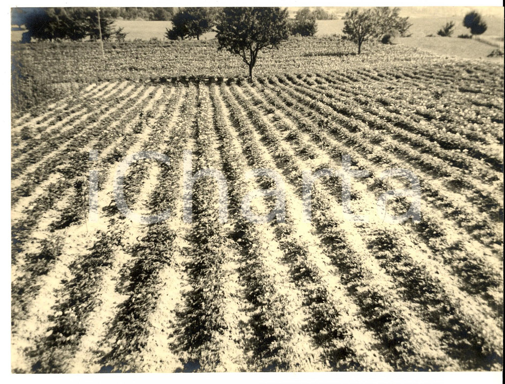 Fotografia d epoca originale 1960 ca MORTARA PV Campi coltivati sotto il sole Fotografia ARTISTICA 1