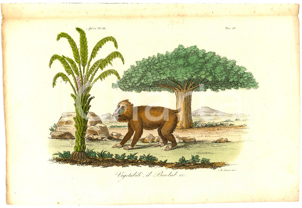 Stampa, bozzetto originale 1823 AFRICA Vegetabili e baobab Incisione SASSO RARA 1