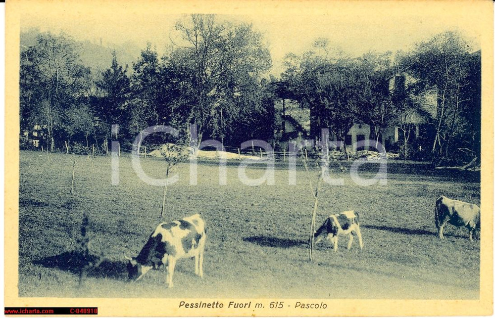 Cartolina originale da collezione 1925 Pessinetto Fuori  Veduta al pascolo FP NV 1
