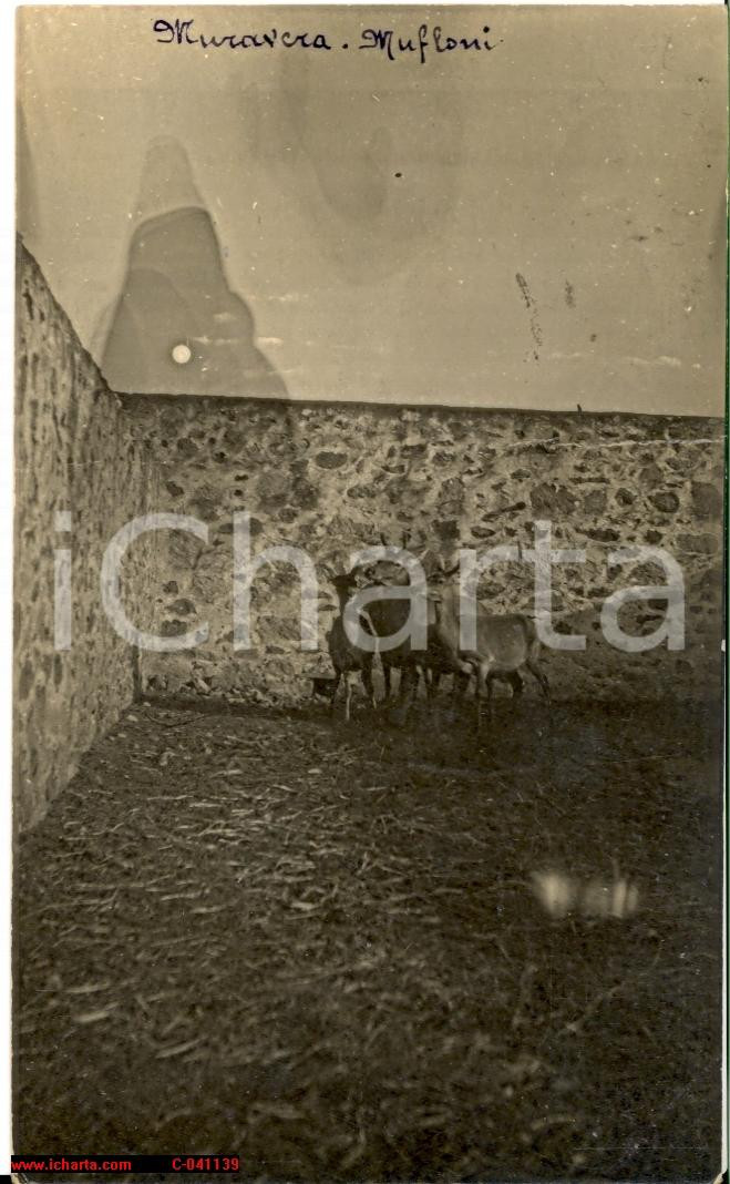 Cartolina originale da collezione 1923 MURAVERA CA Mufloni in un cortile  Fotografia 1