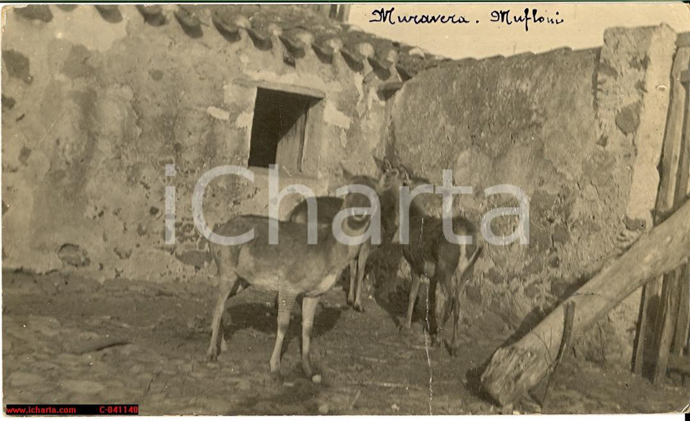 Cartolina originale da collezione 1923 MURAVERA CA Mufloni nel recinto Fotografia in formato cartolina 1