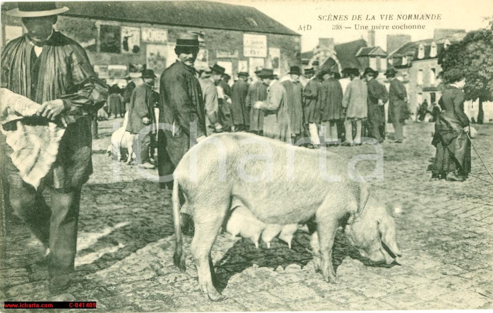 Cartolina originale da collezione 1912 BAYEUX (F) Une mÃ¨re cochonne Mercato scrofe FP 1