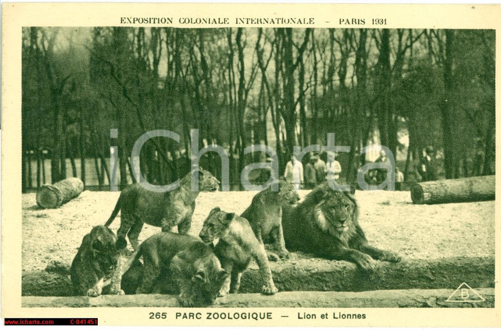 Cartolina originale da collezione 1931 PARIS Leoni e leonesse Exposition COLONIALE FP VG 1