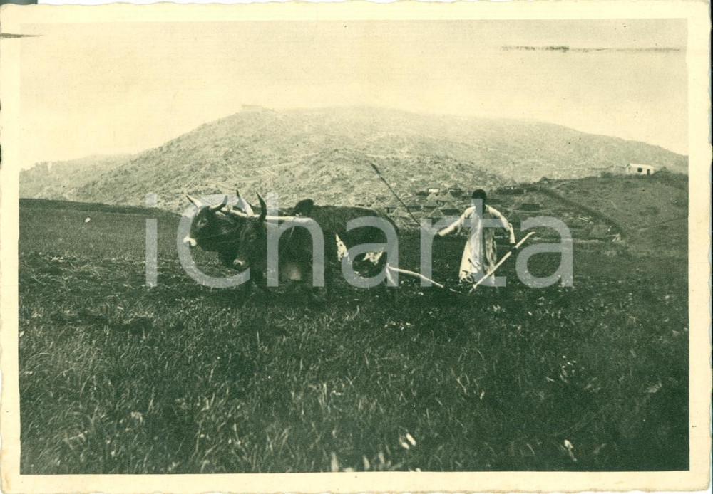 Cartolina originale da collezione 1937 MENDEFERA, ADI UGRI (ERITREA) Indigeno all'aratro *Cartolina FG VG 1