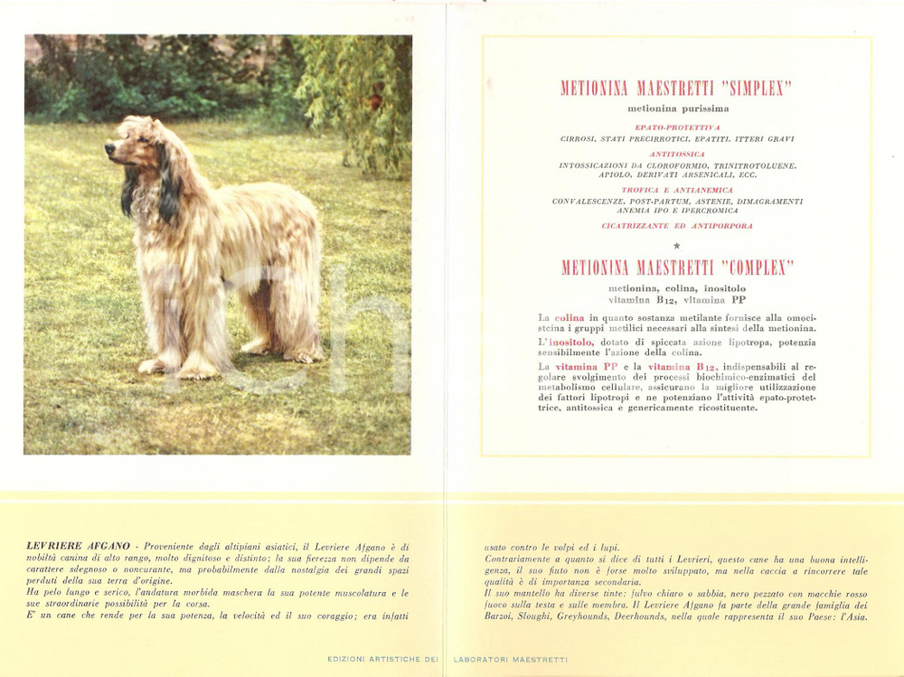Materiale pubblicitario d’epoca 1956 MILANO Laboratori MAESTRETTI Metionina - Scheda Razza LEVRIERO AFGANO 1