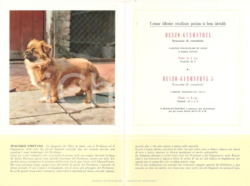 Materiale pubblicitario d’epoca 1956 MILANO Laboratori MAESTRETTI Gynoestryl  Scheda Razza SPAGNOLO TIBETANO 1