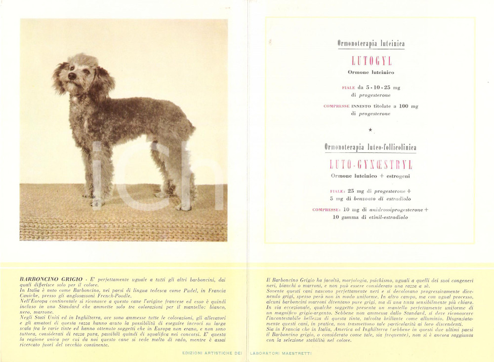 Materiale pubblicitario d’epoca 1956 MILANO Laboratori MAESTRETTI Lutogyl  Scheda Razza BARBONCINO GRIGIO 1