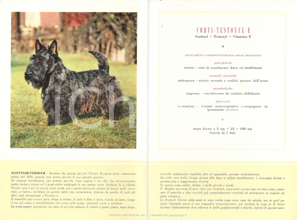 Materiale pubblicitario d’epoca 1956 MILANO Laboratori MAESTRETTI Corti Testoxyl - Scheda Razza SCOTTISH TERRIER 1