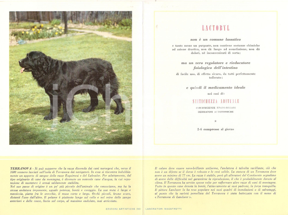Materiale pubblicitario d’epoca 1956 MILANO Laboratori MAESTRETTI Lactobyl  Scheda Razza TERRANOVA 1