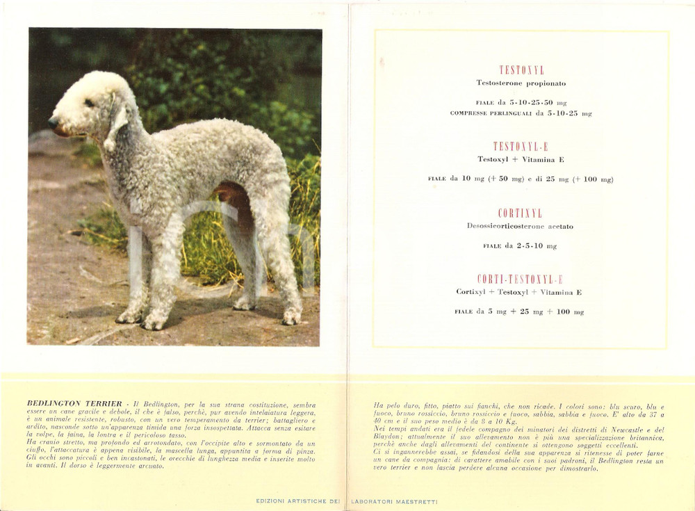 Materiale pubblicitario d’epoca 1956 MILANO Laboratori MAESTRETTI Testonyl  Scheda Razza BEDLINGTON TERRIER 1
