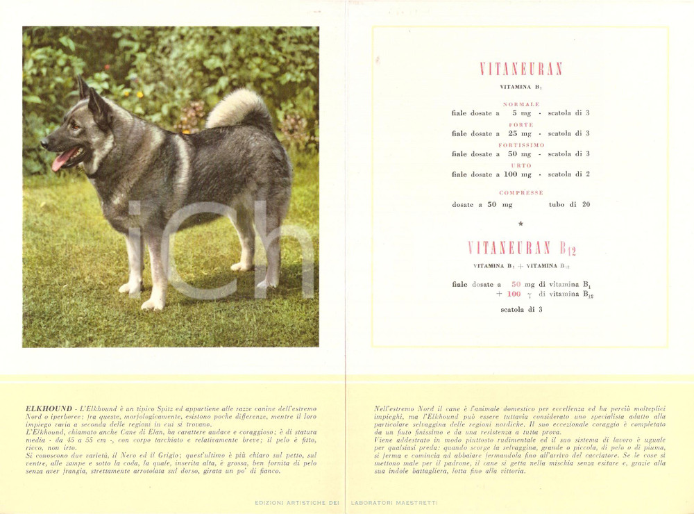 Materiale pubblicitario d’epoca 1956 MILANO Laboratori MAESTRETTI Vitaneuran - Scheda Razza ELKHOUND 1
