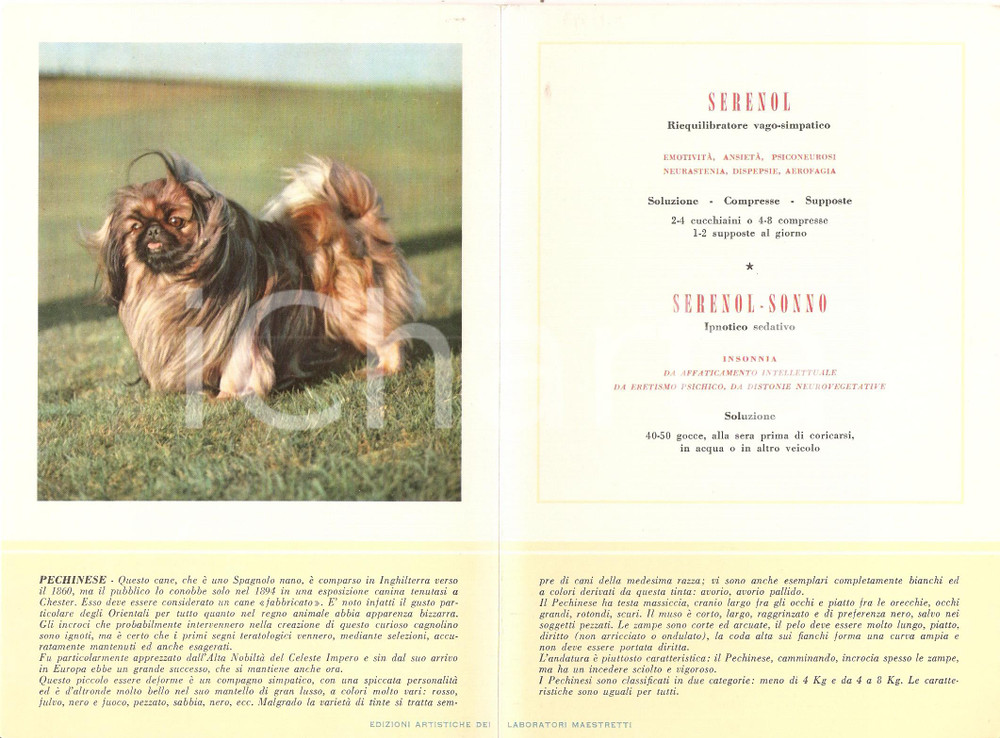 Materiale pubblicitario d’epoca 1956 MILANO Laboratori MAESTRETTI Serenol  Scheda Razza PECHINESE 1
