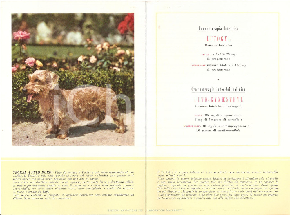 Materiale pubblicitario d’epoca 1956 MILANO Laboratori MAESTRETTI Lutogyl  Scheda Razza TECKEL a pelo duro 1