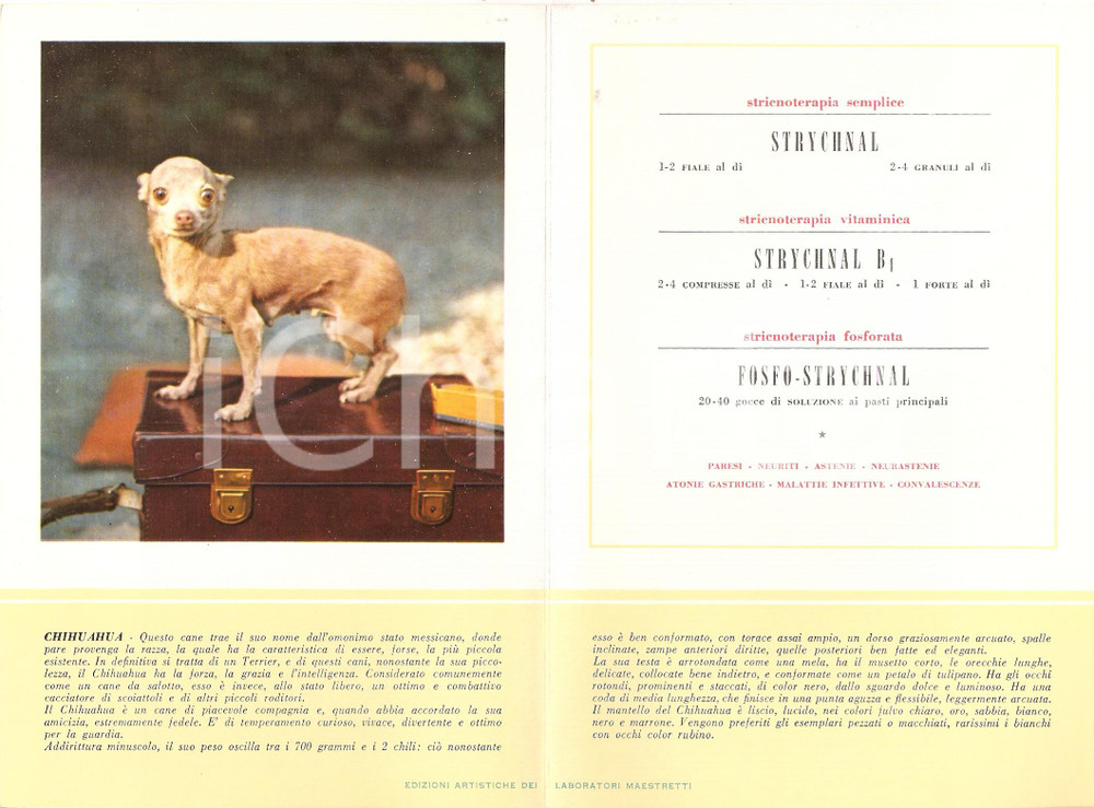 Materiale pubblicitario d’epoca 1956 MILANO Laboratori MAESTRETTI Strychnal  Scheda Razza CHIHUAHUA 1