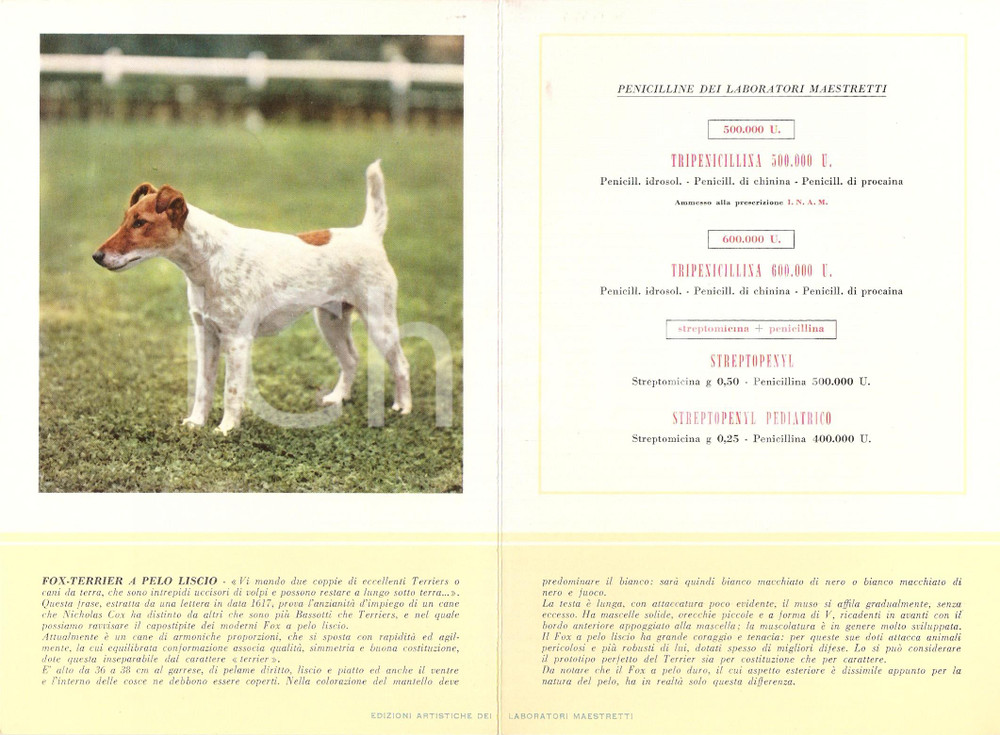 Materiale pubblicitario d’epoca 1956 MILANO Laboratori MAESTRETTI Tripenicillina  Scheda Razza FOX TERRIER 1
