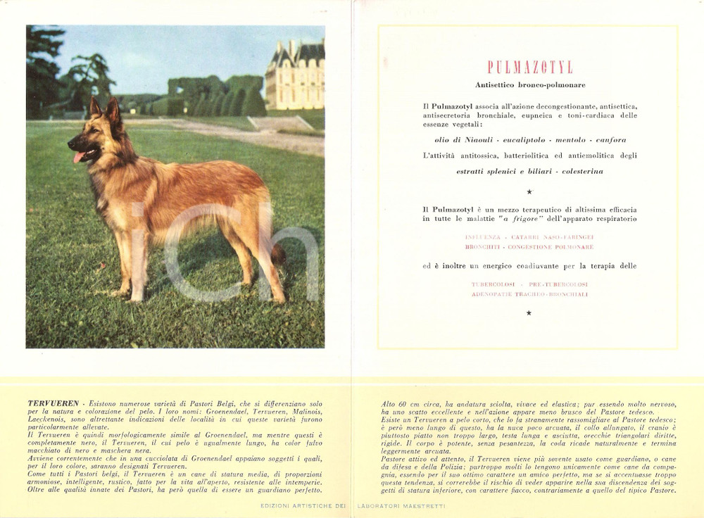 Materiale pubblicitario d’epoca 1956 MILANO Laboratori MAESTRETTI Pulmazotyl  Scheda Razza TERVUEREN 1