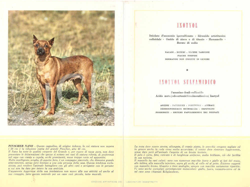 Materiale pubblicitario d’epoca 1956 MILANO Laboratori MAESTRETTI Inotyol  Scheda Razza PINSCHER NANO 1