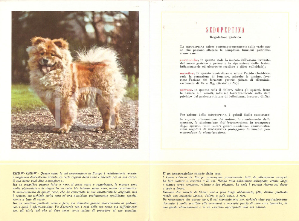 Materiale pubblicitario d’epoca 1956 MILANO Laboratori MAESTRETTI Sedopeptina  Scheda Razza CHOW CHOW 13x20 1