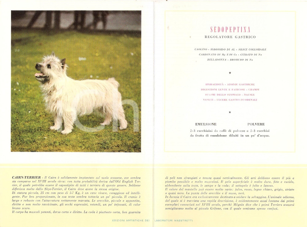 Materiale pubblicitario d’epoca 1956 MILANO Laboratori MAESTRETTI Sedopeptina - Scheda Razza CAIRN TERRIER 13x20 1