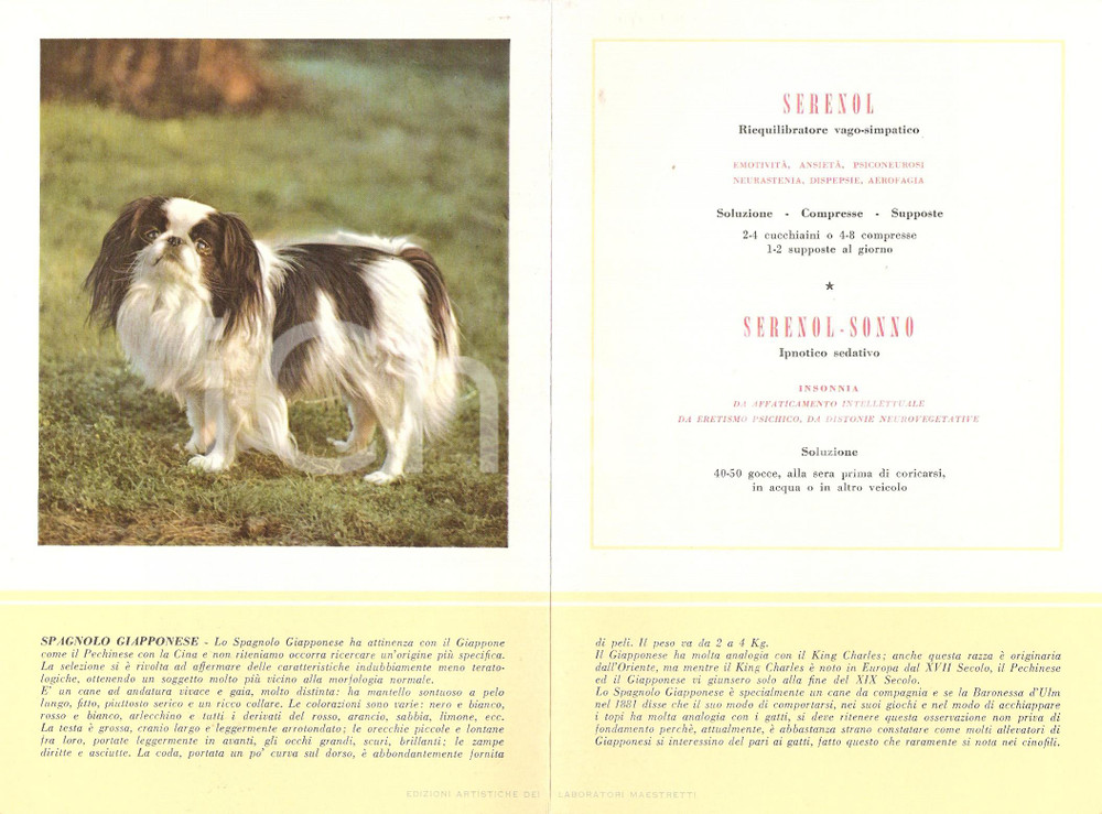 Materiale pubblicitario d’epoca 1956 MILANO Laboratori MAESTRETTI Serenol  Scheda Razza SPAGNOLO GIAPPONESE 1