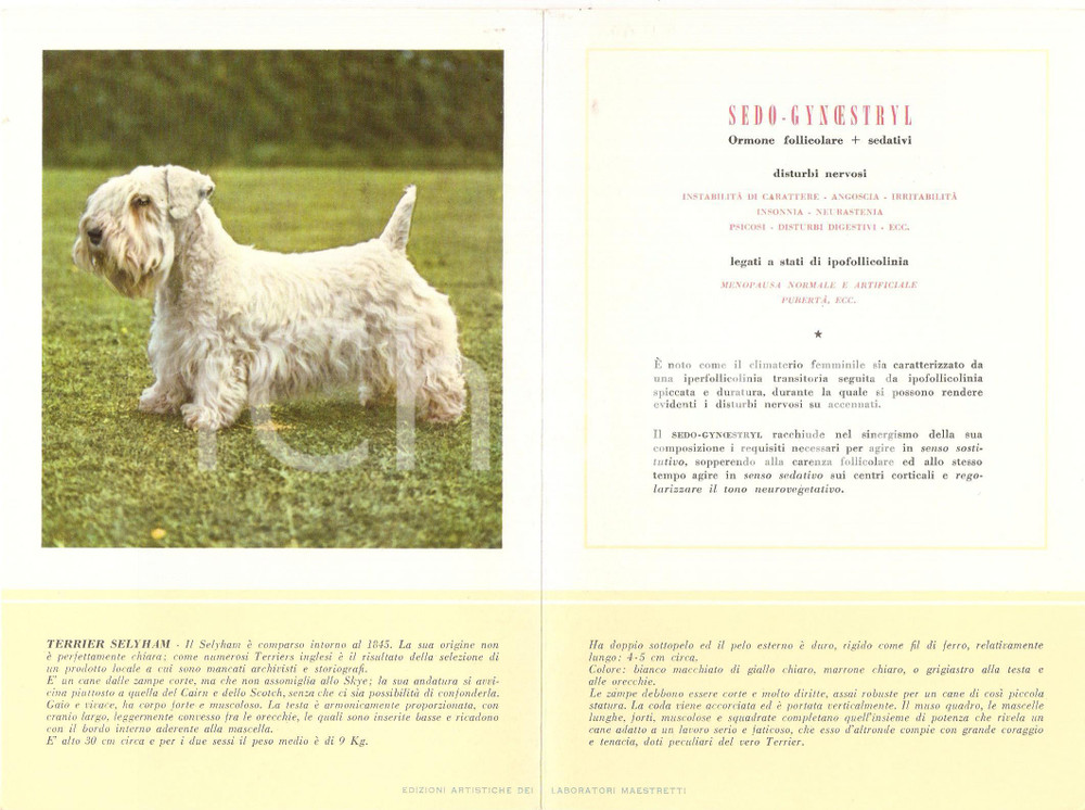 Materiale pubblicitario d’epoca 1956 MILANO Laboratori MAESTRETTI Sedo Gynoestryl  Scheda Razza TERRIER SELYHAM 1