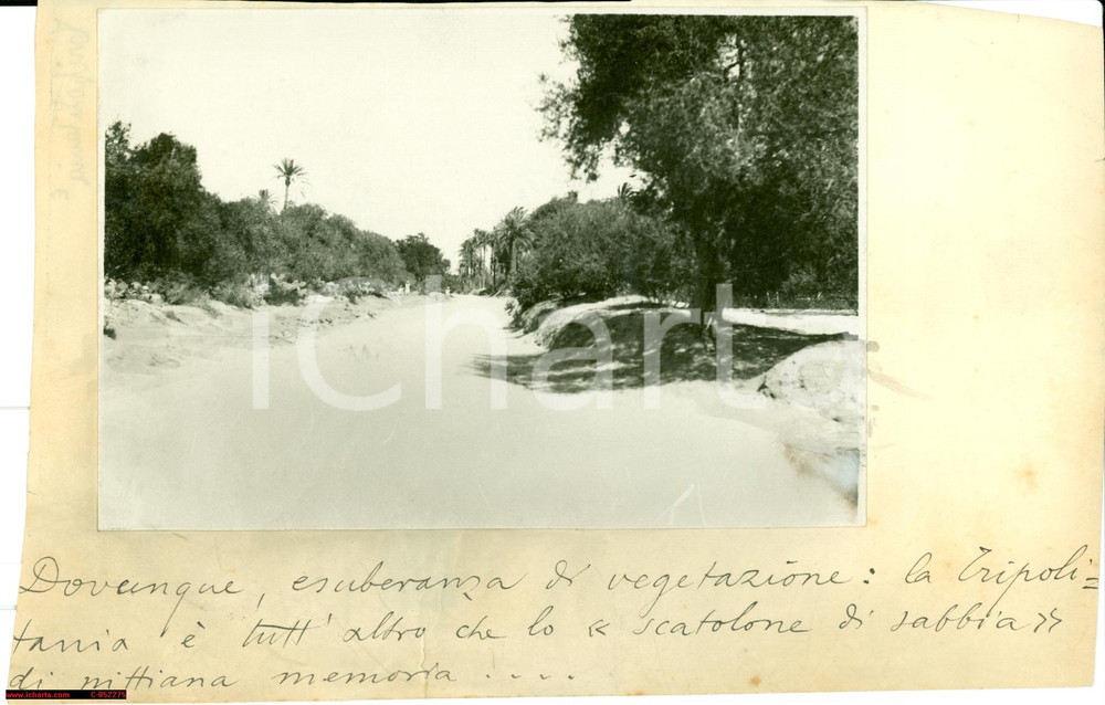 Fotografia d epoca originale 1930 circa LIBIA Esuberanza di vegetazione TRIPOLITANIA Foto propaganda 1