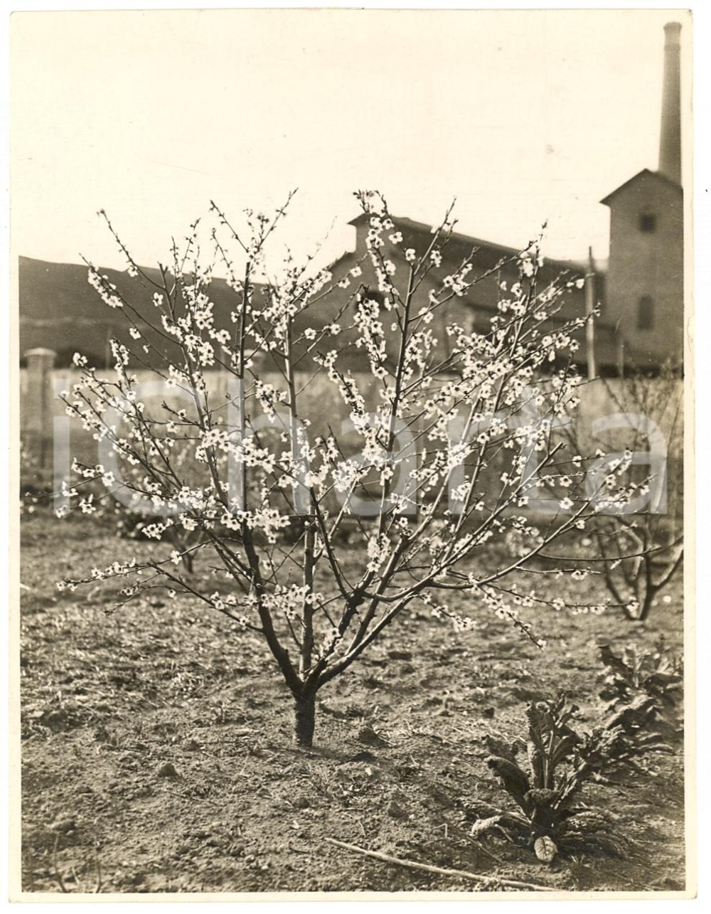 Fotografia d'epoca originale 1935 circa FORLI' Un albero di pesche a vaso basso FOTO 1