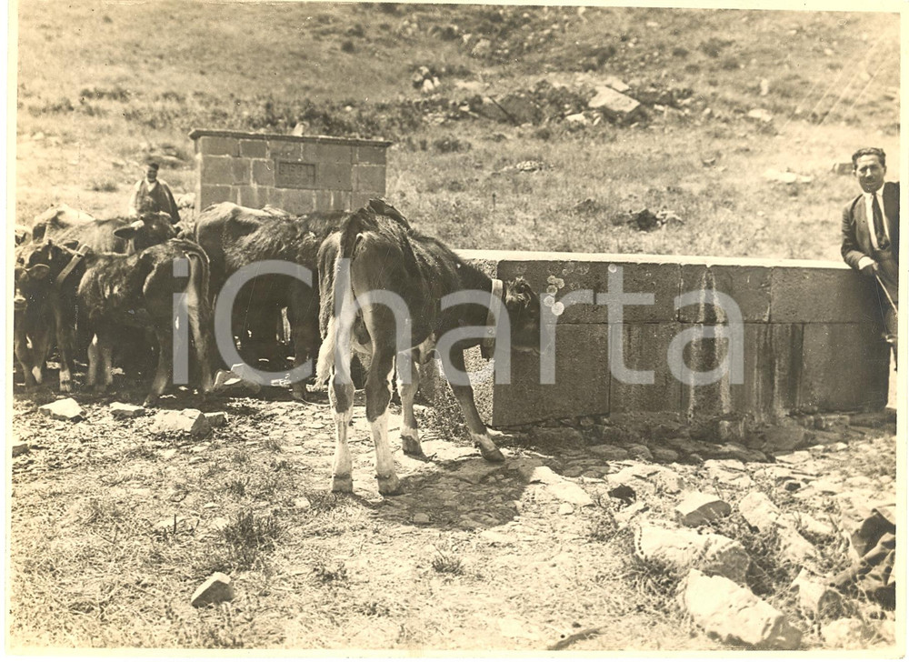 Fotografia d'epoca originale 1930 circa MISTRETTA (ME) Vitelli all'abbeveratoio FOTO 1