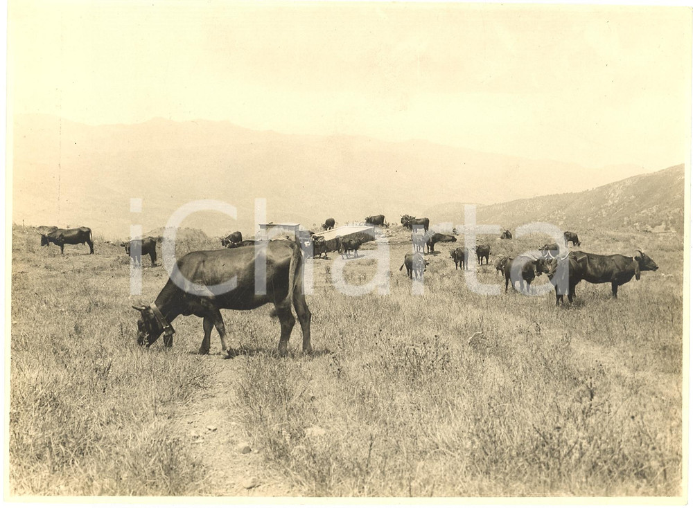 Fotografia d'epoca originale 1930 circa MISTRETTA (ME) Bovini montanina al pascolo 1