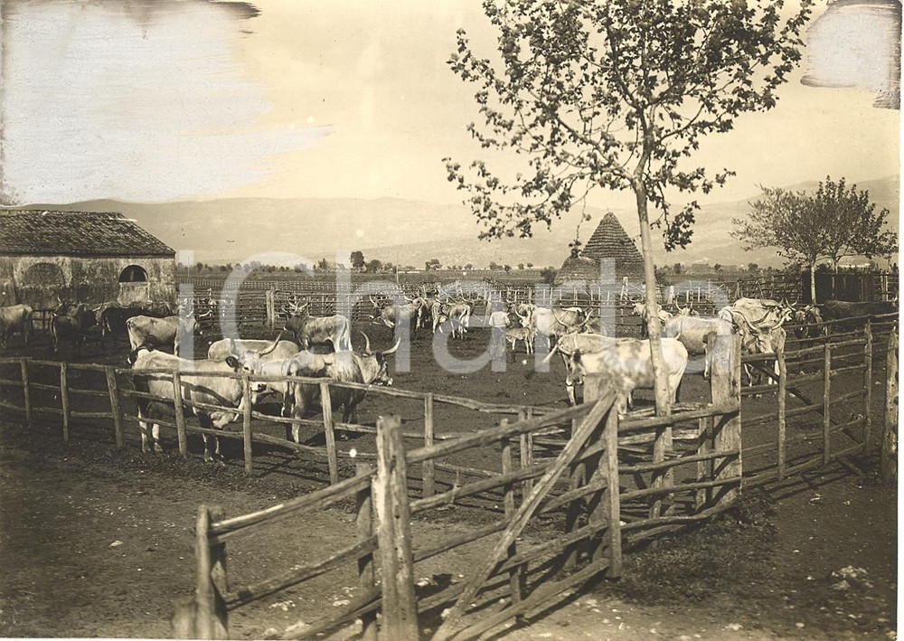 Fotografia d'epoca originale 1930 circa PALUDI PONTINE Bovini allo stato semibrado 1