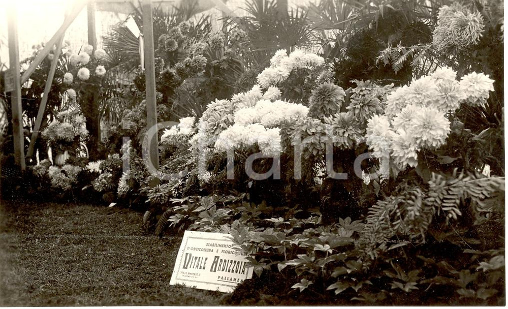 Fotografia d'epoca originale 1935 VERBANIA (VB) Le dalie Vitale Ardizzoia a PALLANZA 1